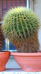 Echinocactus Grusonii: Mother-in-Law's Cushion - Thorny Beauty in Close-Up.