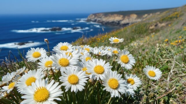 Coastal Layia Platyglossa Flowers Blooming Near Ocean Waves Landscape Scene