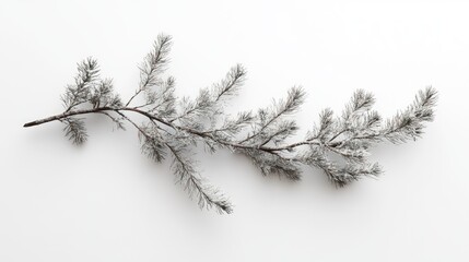 Obraz premium Fir branch with snow-covered needles isolated on a clean white background for winter and holiday themes