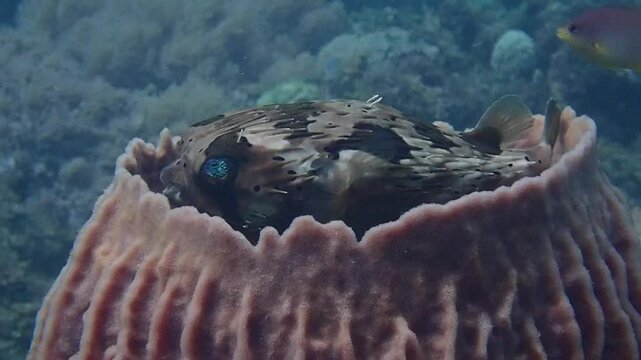 A porcupine fish hides in a sea sponge. A puffer fish hides inside a sea sponge underwater.