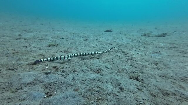 Sea krait snake. A sea snake swims above the sandy bottom of the sea underwater.