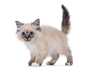 Super cute Sacred Birman cat kitten, standing side ways. Looking and beside camera with sweet blue eyes and tail up. Isolated on a white background.