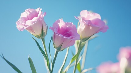 Fototapeta premium Eustoma Flowers Against Clear Blue Sky Beautiful Floral Arrangement with Soft Pink Blossoms