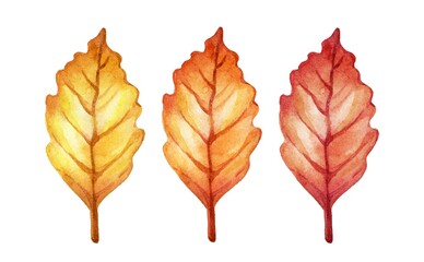 Handcrafted watercolor illustration of three autumn leaves in vibrant yellow, red, and orange hues. Perfect for seasonal designs, branding, invitations, or decor.