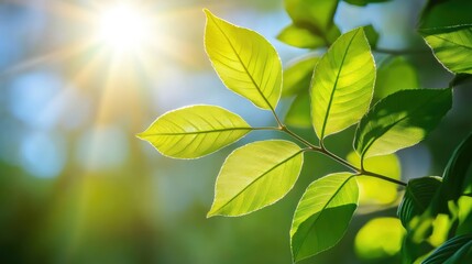 Obraz premium Sunlit green leaves against a blurred background creating a serene natural ambiance and showcasing the beauty of nature's foliage