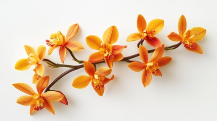 Obraz premium Vibrant orange orchid flowers elegantly arranged on a clean white background showcasing their natural beauty and delicate petals