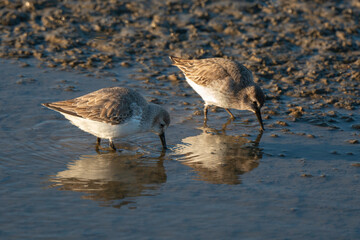 Bécasseau variable,.Calidris alpina, Dunlin