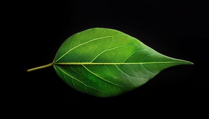 Obraz premium one leaf on a black background