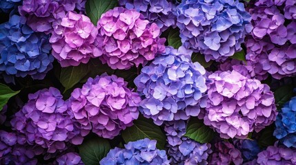 Vibrant clusters of purple and lavender hydrangea flowers flourishing under bright daylight in a lush garden setting