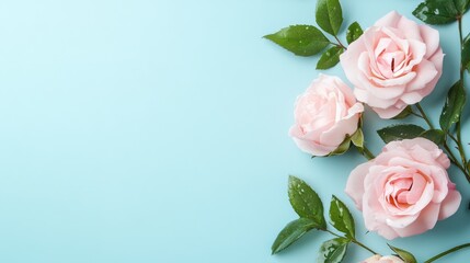 Fototapeta premium Elegant pale pink roses with dew drops on light blue background natural beauty and freshness ideal for floral arrangements or spring themes