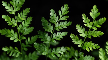 Detailed close-up of lush green fern leaves isolated on a dark background showcasing intricate textures and shades of green.