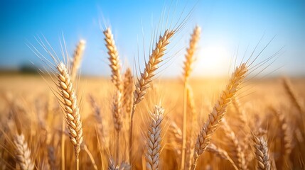 Fototapeta premium Panoramic landscape of golden wheat field beneath blue sky during harvest season. Agricultural&nbsp;scene captures ripe wheat ears in&nbsp;warm sunlight with dramatic atmospheric conditions.