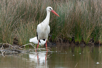 Cigogne blanche, Ciconia ciconia, White Stork, Aigrette garzette, .Egretta garzetta, Little Egret,