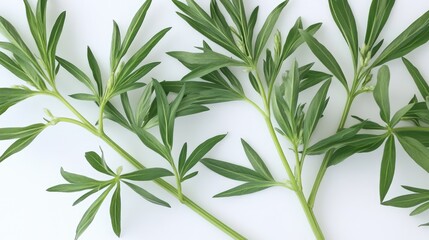 Obraz premium Chromolaena odorata foliage isolated on white background showcasing vibrant green leaves and detailed texture of the plant.