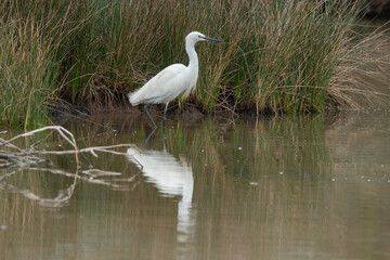 Aigrette garzette, .Egretta garzetta, Little Egret,