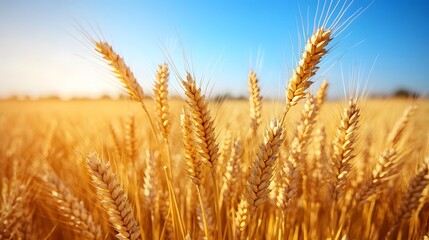 Fototapeta premium Panoramic landscape of golden wheat field beneath blue sky during harvest season. Agricultural&nbsp;scene captures ripe wheat ears in&nbsp;warm sunlight with dramatic atmospheric conditions.