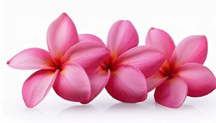 pink plumeria flowers isolated on  background