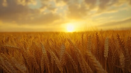 Obraz premium Panoramic landscape of golden wheat field beneath blue sky during harvest season. Agricultural&nbsp;scene captures ripe wheat ears in&nbsp;warm sunlight with dramatic atmospheric conditions.