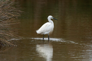 Aigrette garzette, .Egretta garzetta, Little Egret,