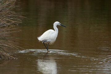 Obraz premium Aigrette garzette, .Egretta garzetta, Little Egret,
