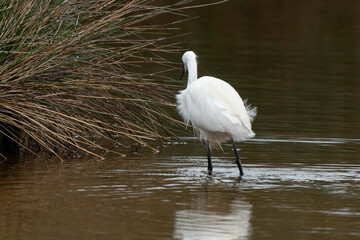 Obraz premium Aigrette garzette, .Egretta garzetta, Little Egret,