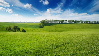 Obraz premium green field spring landscape with wheat on fields and trees on the sky horizon