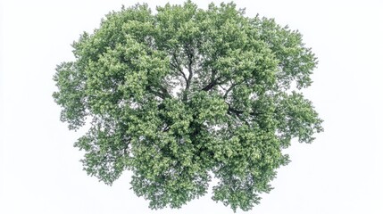 Obraz premium American Elm Tree Aerial Perspective Isolated on White Background Showcase of Lush Green Foliage for Natural Design Concepts