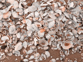 Pattern of Seashells on the sand, textured background. Sea shells and jellyfish on the beach of the Baltic sea. Color Of The Year 2025 - Mocha Mousse