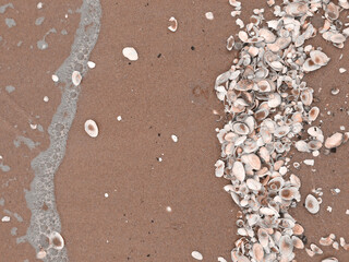 Pattern of Seashells on the sand, textured background. Sea shells and jellyfish on the beach of the Baltic sea. Color Of The Year 2025 - Mocha Mousse