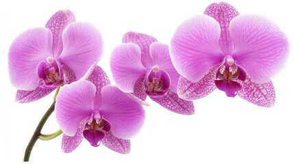Vibrant closeup of a striking pink and purple hybrid phalaenopsis butterfly orchid showcasing unique spots against a clean white backdrop