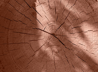 Pile of log trunks, logging timber wood industry. Firewood. Lumber wood. Wood texture. Trunk with cracks and sawed annual rings cut of surface of wooden stump. Mocha Mousse, Color of the Year 2025.