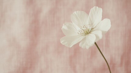 Delicate white spring flower on soft pink beige linen background ideal for minimalist Easter and Mother's Day card designs