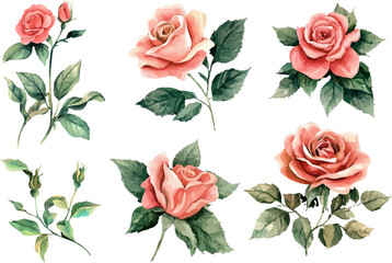set of roses
