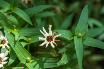 枯れた花と緑の葉