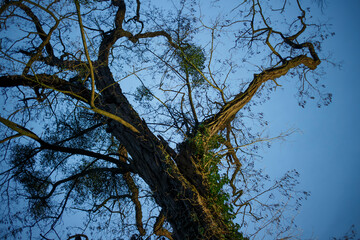 Low-angle view of a large, gnarled tree against a clear blue sky.  Branches and bark are prominent features.