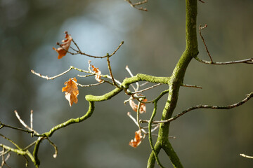 Close-up of a tree branch with moss and dried leaves.  Autumnal scene in a forest.