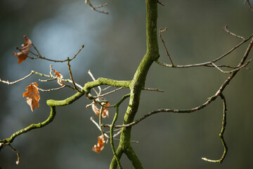 Close-up of gnarled tree branches, some covered in moss, with a blurred background.  Dried leaves cling to the branches.