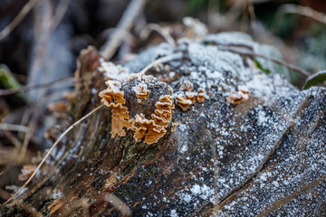 Close-up of frost-covered, orange-brown bracket fungi on a weathered log. Snow/frost covers the wood.
