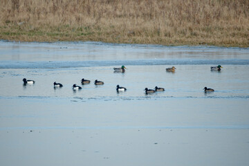 Several ducks, including some with distinctive crests, are seen on a partially ice-covered body of...