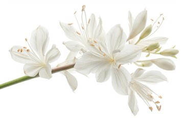 Fototapeta premium Remote collaboration