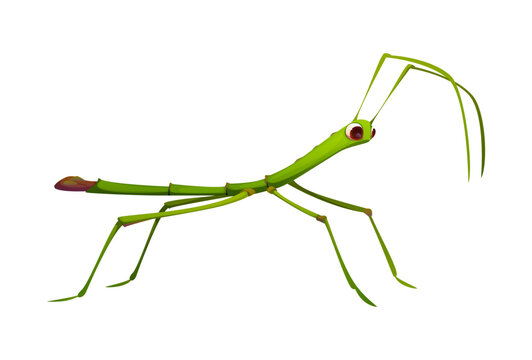 Cartoon funny stick insect character with exaggerated limbs and vibrant green color. Isolated vector funny Phasmatodea tropical bug or pest, fauna creature with long legs and antennas for camouflage