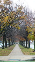 The colorful autumn leaves view in the rainy day
