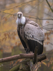 Un vautour fauve perché sur des branches en automne