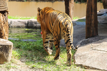 Back View of Tiger Walking Near Water Feature
