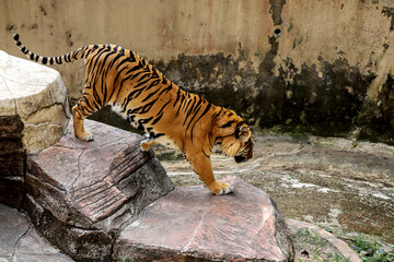 Tiger Walking on Rocks in Zoo