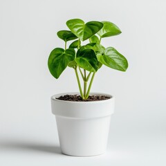 A small potted plant with heart-shaped leaves in a white ceramic pot, sitting on a clean white surface