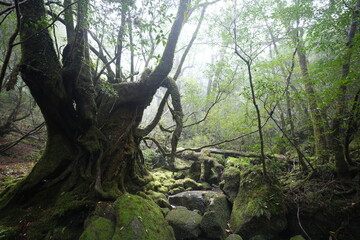 Shiratani Unsuikyo in Yakushima, Japan (The forest gave an inspiration of Mononoke Hime)