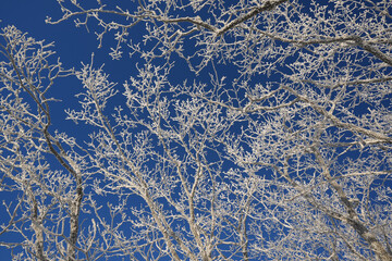 Hoarfrost in the winter mountain