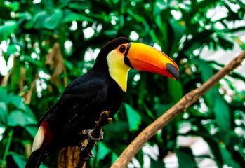 Naklejka premium 日本の島根県にある松江フォーゲルパークで見れるオニオオハシ