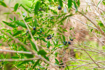 Close-Up of Lush Olive Branches with Ripening Black Olives Against a Natural Green Background, Capturing the Essence of a Mediterranean Landscape and the Beautiful Simplicity of Nature's Bounty